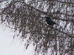Corvus corone corone