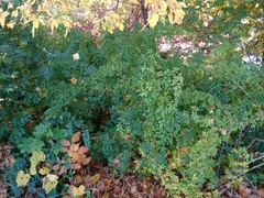 Eleutherococcus sieboldianus