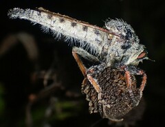 Promachus vertebratus