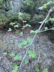 Ribes malvaceum
