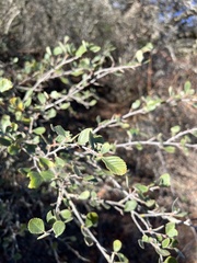 Cercocarpus betuloides