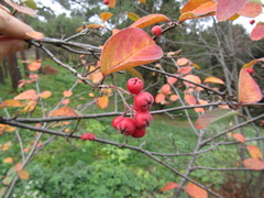 Cotoneaster tomentosus