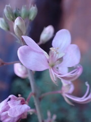 Cleome oxyphylla