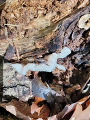 Merulius tremellosus