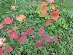 Cotoneaster tomentosus