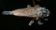 Promachus vertebratus