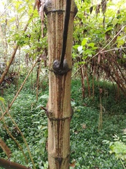 Smallanthus pyramidalis