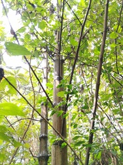 Smallanthus pyramidalis