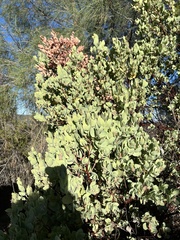Arctostaphylos glauca