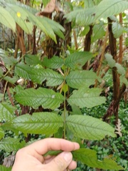 Juglans neotropica