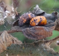 Coccinella