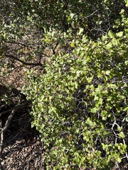 Rhamnus crocea