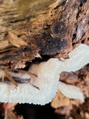 Merulius tremellosus