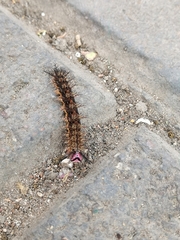 Hemileucini