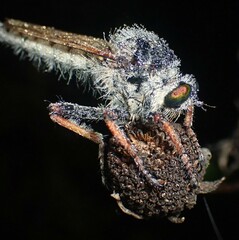 Promachus vertebratus