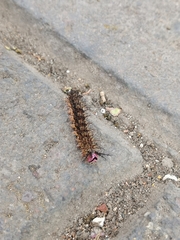 Hemileucini