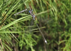 Lestes australis