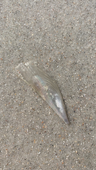 Pinnidae