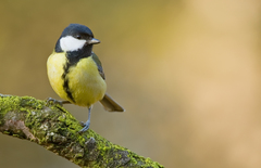 Parus major
