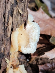 Merulius tremellosus
