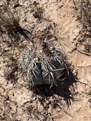 Echinocactus horizonthalonius