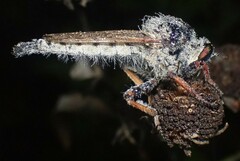 Promachus vertebratus