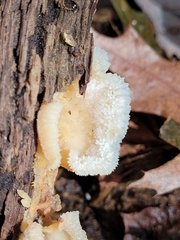 Merulius tremellosus