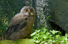 Eurasian Eagle-Owl photo 3