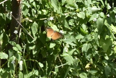 Danaus eresimus