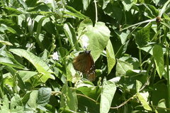 Danaus eresimus