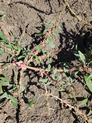 Amaranthus fimbriatus