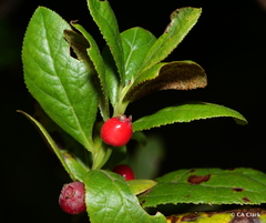 Vaccinium calycinum