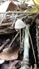 Mycena filopes