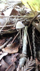 Mycena filopes