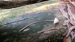 Mycena filopes