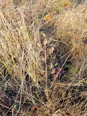 Camassia quamash