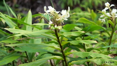 Hedychium flavescens