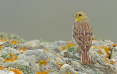 Emberiza cineracea
