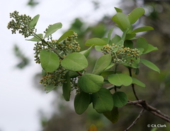 Santalum paniculatum