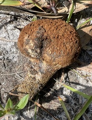 Pisolithus arenarius