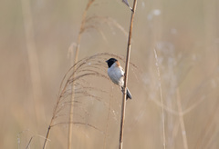 Emberiza yessoensis