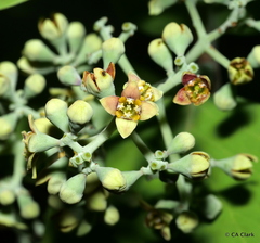 Santalum paniculatum