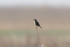 Acrocephalus bistrigiceps