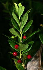 Vaccinium calycinum