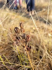 Camassia quamash