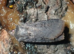 Euxoa velleripennis