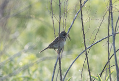 Emberiza fucata