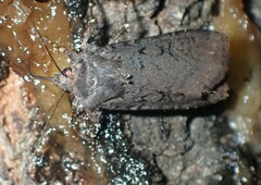 Euxoa velleripennis