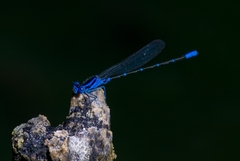 Argia gaumeri
