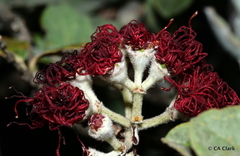 Metrosideros polymorpha